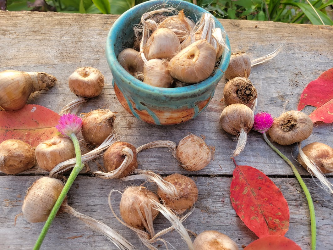 Saffron bulbs shop